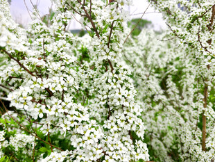 洁白繁花绽放枝头