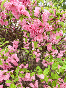 盛开的粉色繁花