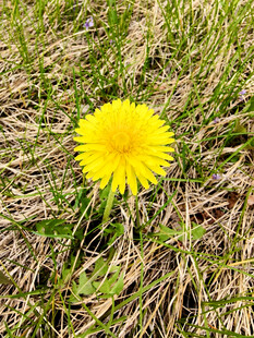 草地上的黄色蒲公英