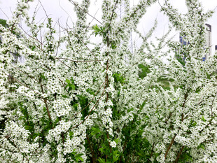 盛开的白色繁花树