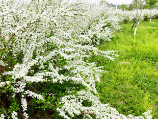 春日繁花盛开的美丽树景