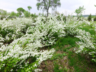 春日繁花盛开的烂漫景象