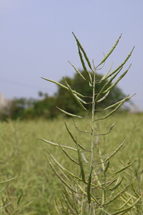 油菜成熟