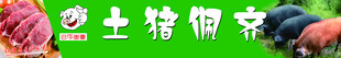 土猪红毛猪