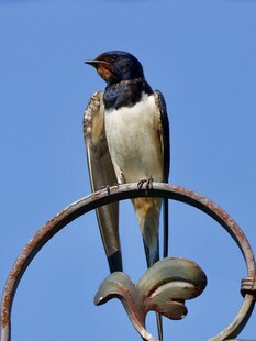 栖息于铁艺上的燕子