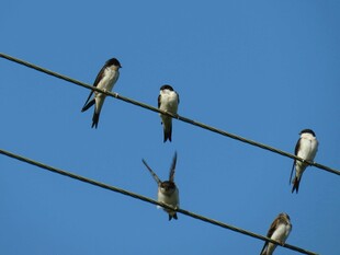 电线上的几只燕子