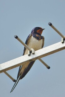 电线上休憩的燕子