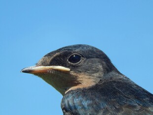 蓝天中的燕子特写