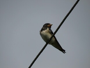 电线上的燕子