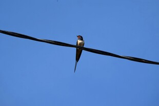电线上的燕子