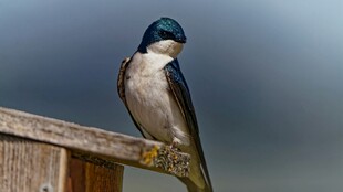 栖息于木栏的美丽小鸟