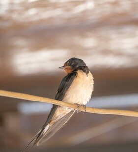 栖息于杆上的可爱小燕子