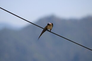 电线上休憩的燕子