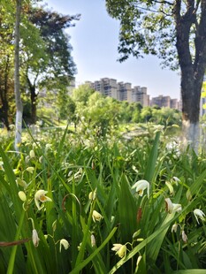 春日草地白花绿树美景