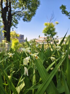 阳光下的葱郁绿植