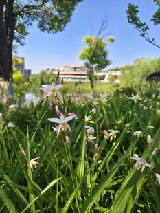 春日草地间绽放的小白花