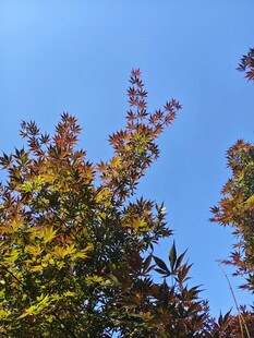 秋日多彩树叶映蓝天