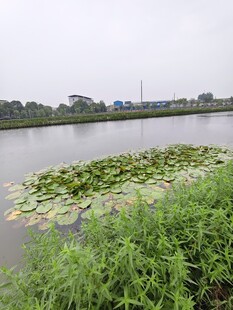 湖畔水生植物景观