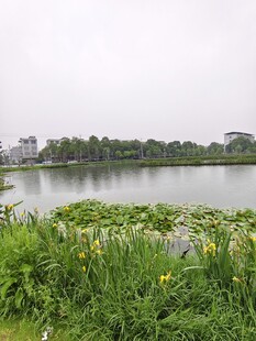 湖畔绿植环绕的宁静水域