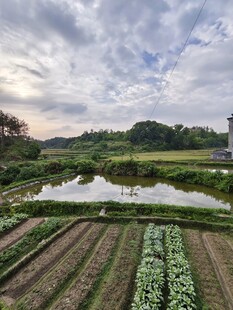 田园风光中的整齐农田