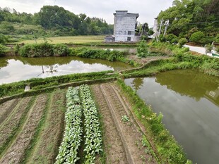田园风光中的农田与建筑