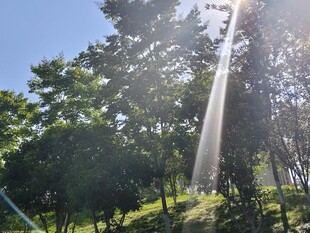 一缕阳光穿过树林