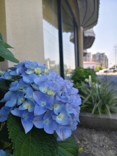 蓝绣球花绽放于户外