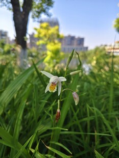 草丛中的美丽白色兰花