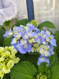 蓝黄绣球花绽放