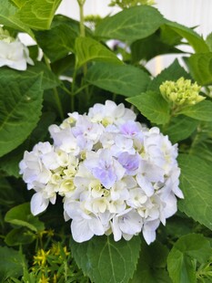 清新绣球花绽放绿叶间