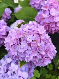 紫色绣球花绽放