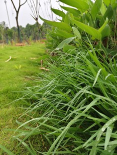 绿意盎然的草地与植物景观