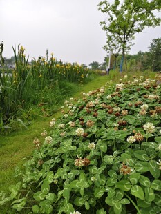 田园中的繁茂植物景观