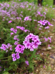 紫色小花绽放于草地间