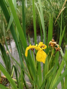 水边绽放的黄色鸢尾花