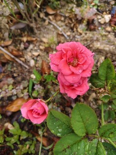 两朵娇艳的粉色月季花