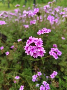 紫色小花绽放于绿野间