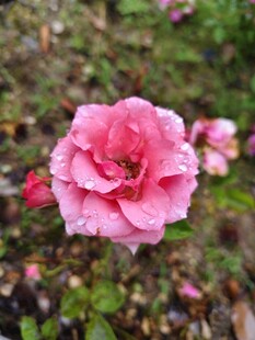 娇艳粉色月季花绽放