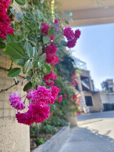 墙边绽放的艳丽三角梅