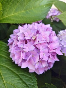 紫色绣球花特写