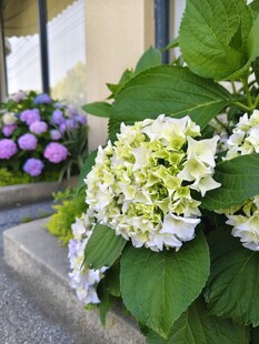 墙边绣球花绽放