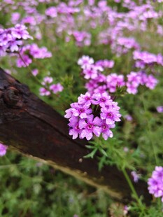 紫色小花绽放于木旁