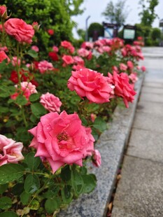 路边盛放的娇艳粉色玫瑰