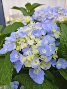 蓝白绣球花绽放