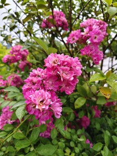 娇艳盛开的粉色蔷薇花