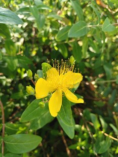 黄色小花绽放绿叶间