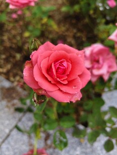 娇艳盛开的粉红色月季花