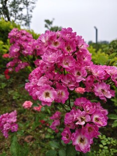 艳丽绽放的粉色花卉