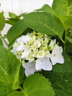 白色绣球花绽放绿叶间