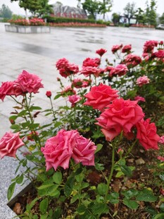 雨中绽放的娇艳红玫瑰